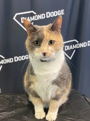 CW Resident Cat picture